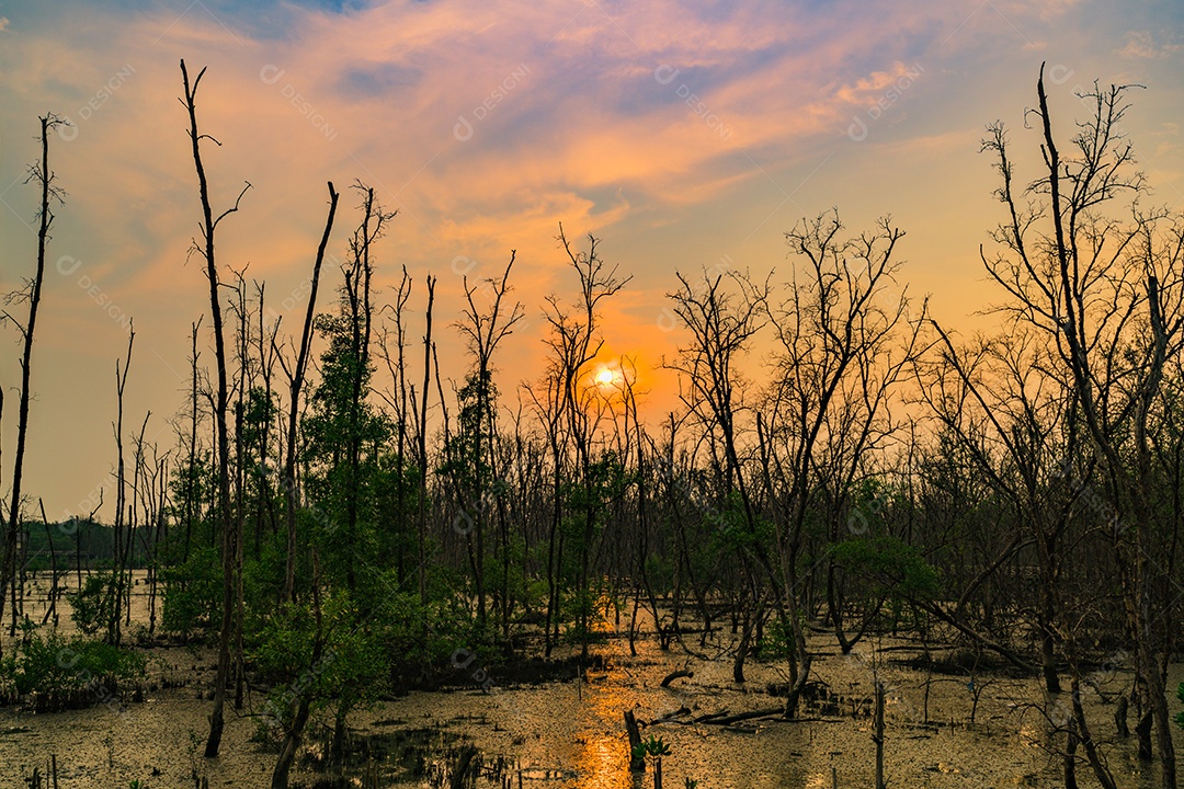 Folhas verdes da árvore de mangue e árvore morta na floresta de mangue