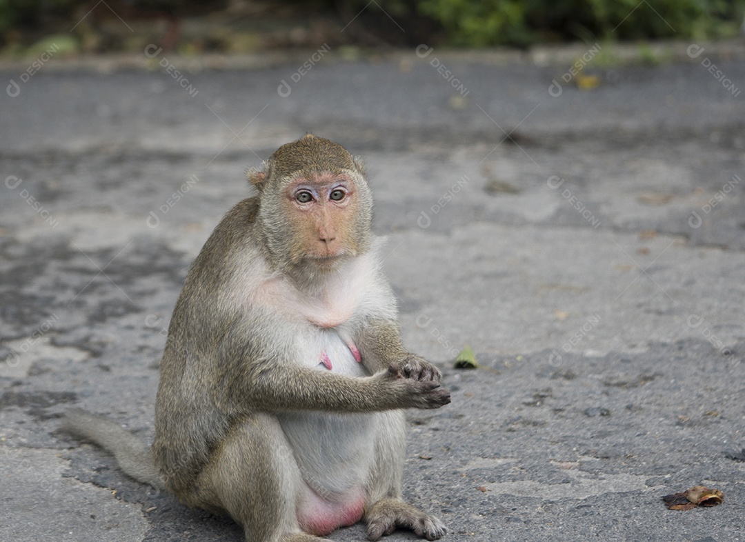 Macaca grávida sentada na estrada de asfalto na Tailândia.