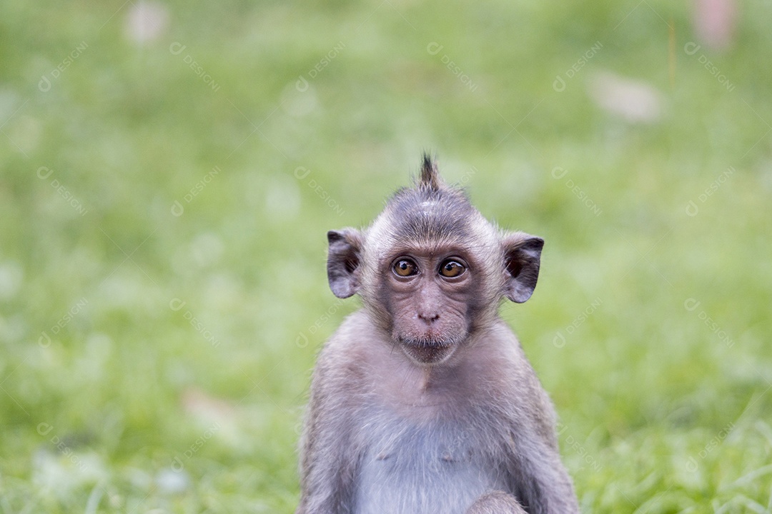 Retrato de jovem macaco apertando os olhos, Tailândia.