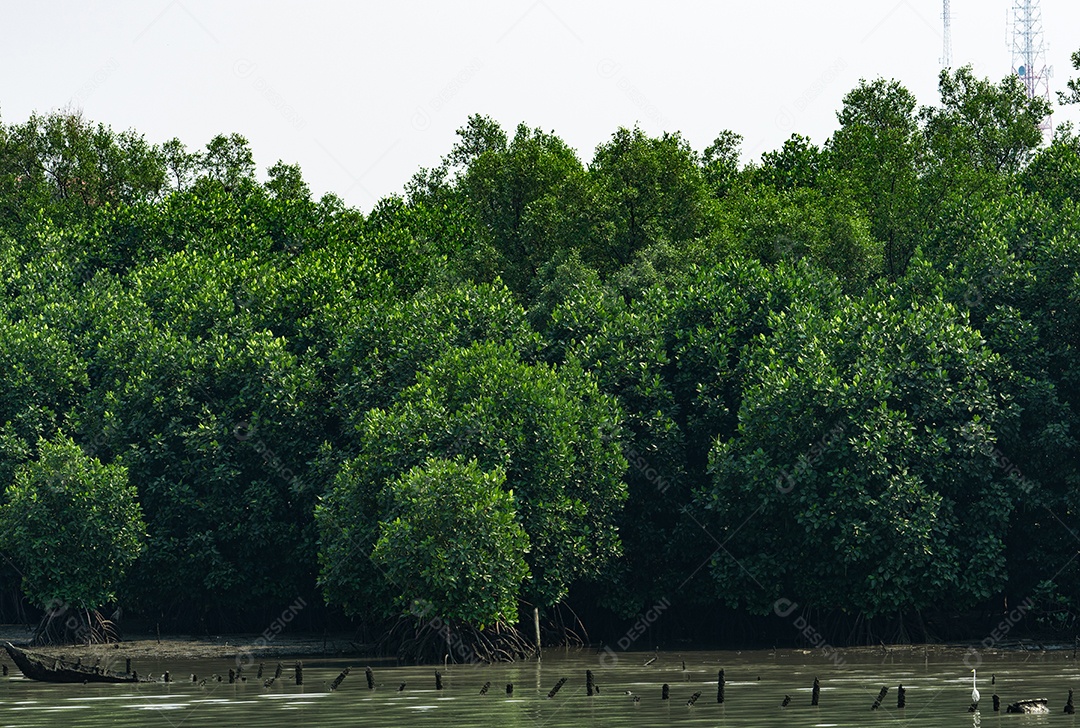 Árvore de mangue na floresta de mangue com céu branco