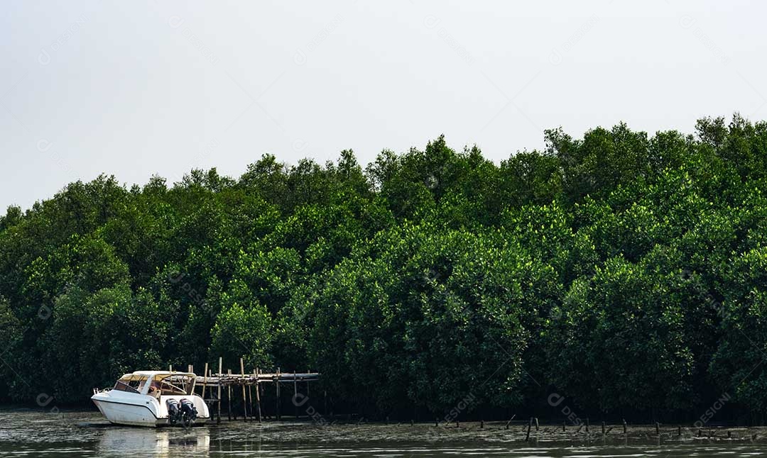 Floresta de mangue verde e barco branco à beira-mar com claro