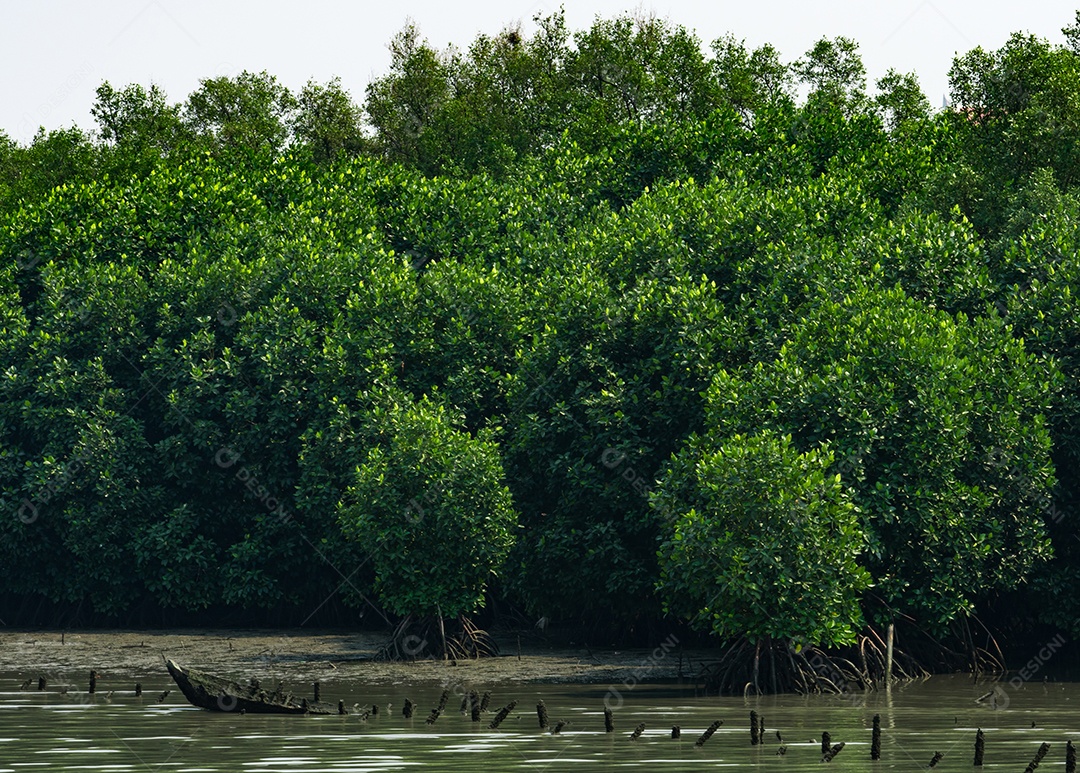 Árvore de mangue na floresta de mangue com céu branco