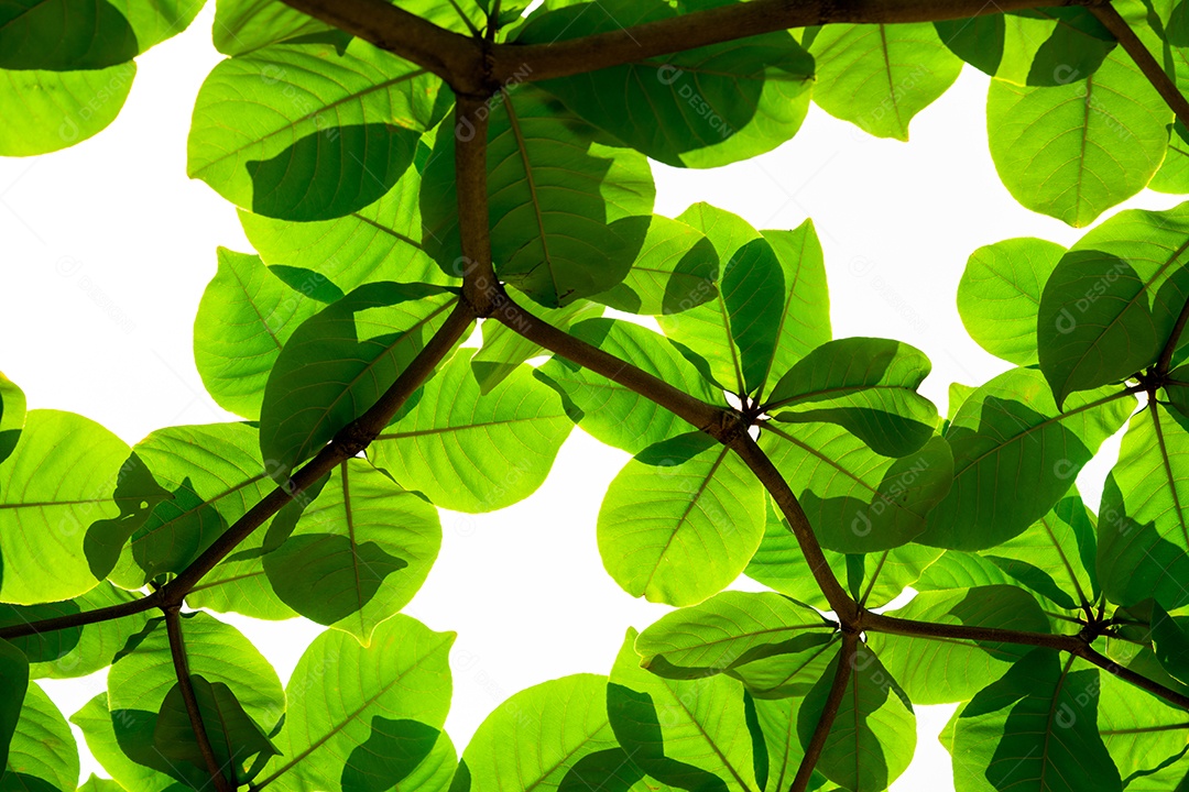 Folhas verdes frescas e galhos no fundo branco