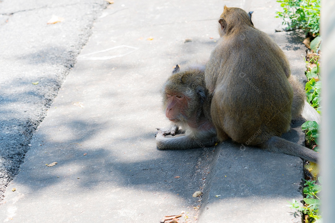 Velho macaco gordo está procurando piolhos no corpo de um amigo