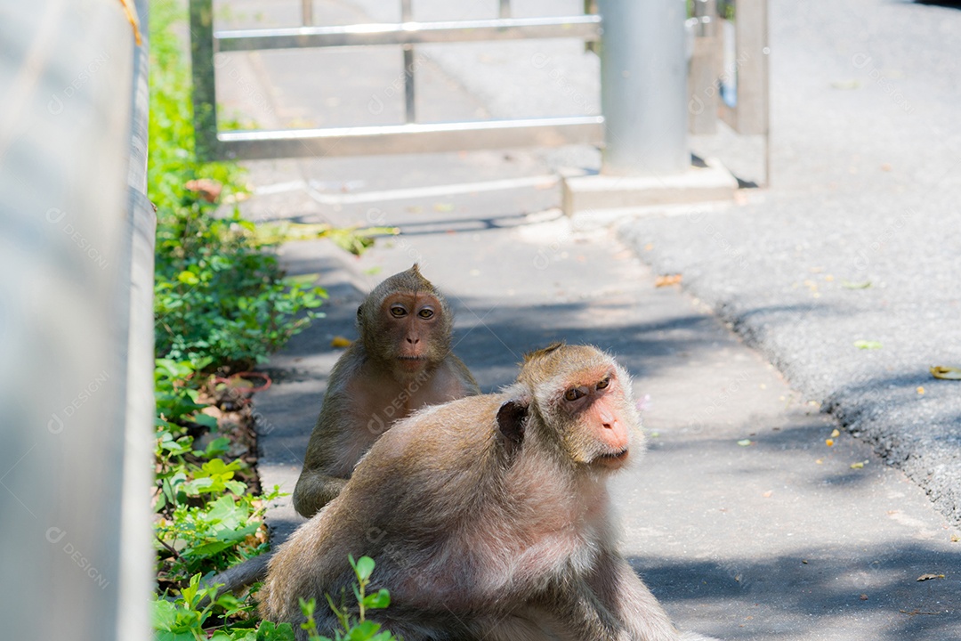 Dois macacos olham com desconfiança e parecem bêbados.