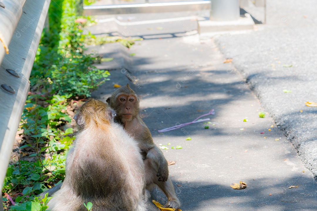Macaco procura piolhos na cabeça de um amigo.