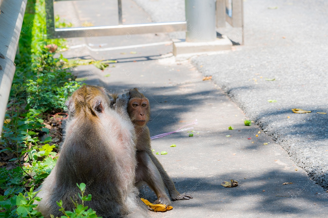 Macaco procura piolhos na cabeça de um amigo.