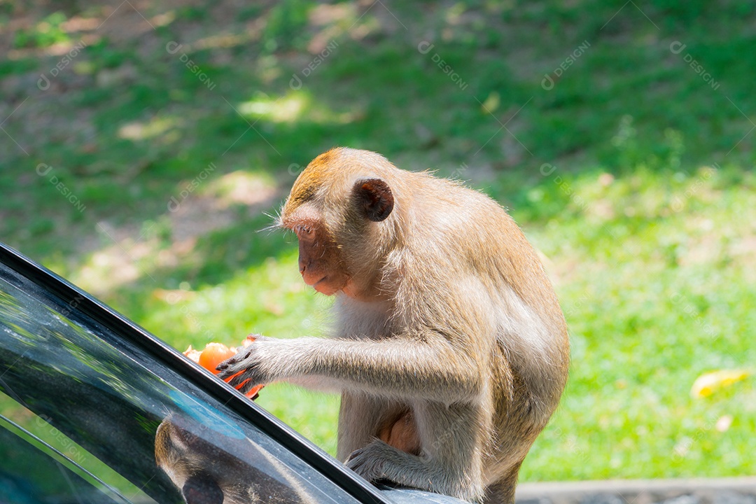 O macaco come os tomates sentado no capô.