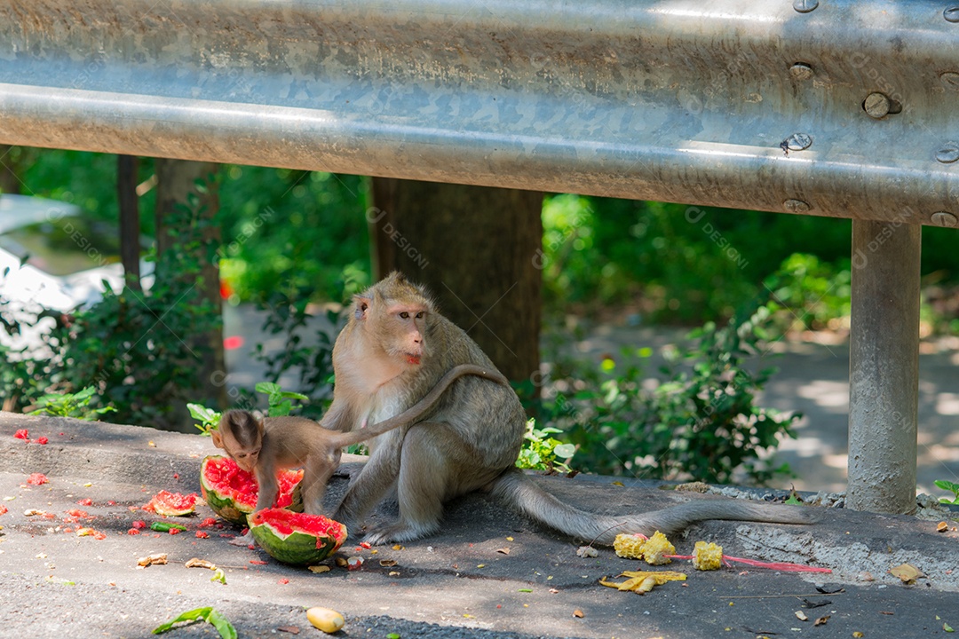 Macaco e seu bebê estão comendo melancia na rua.