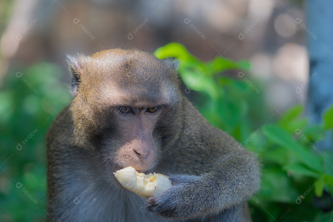 Macaco comendo banana sozinho. Animal fofo no zoológico.