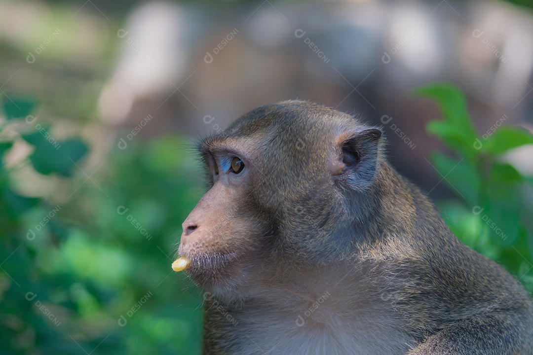 Macaco comendo banana virou-se para procurar um amigo. Animal bonito.