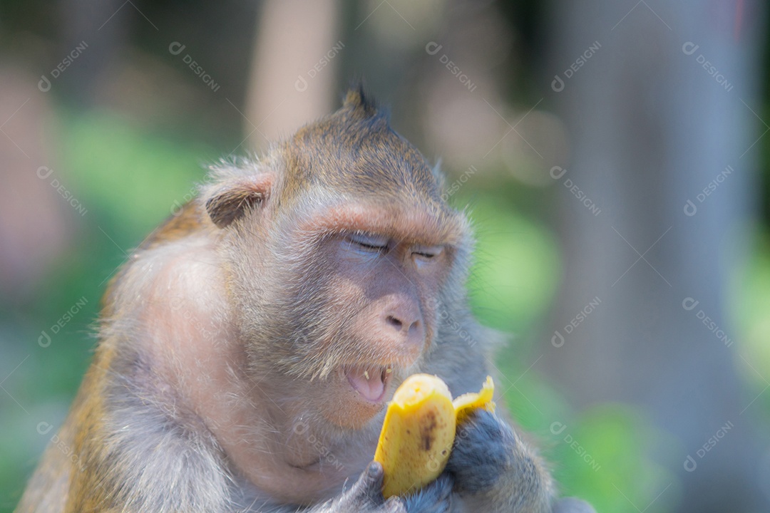 O macaco abre a boca enquanto come uma banana