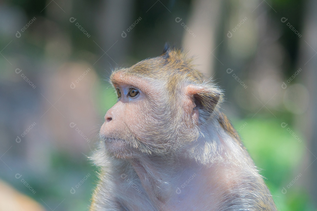 Macaco procurando um amigo com olhos tristes. Animais fofos.