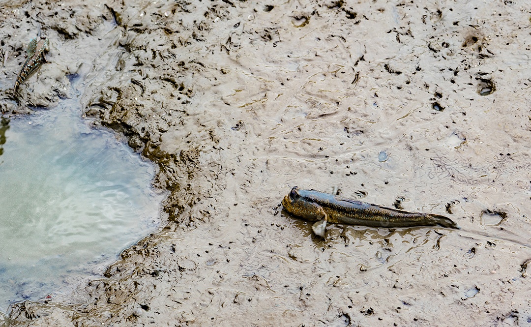 Vista superior do mudskipper manchado azul (Boleophthalmus boddarti) em lodaçais