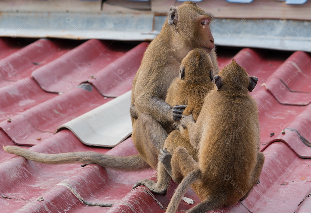 Uma gangue de 3 macacos adolescentes está sentada no telhado da casa.