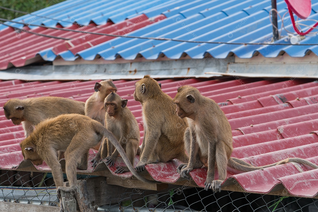 Uma gangue de seis macacos adolescentes está sentada no telhado da casa.