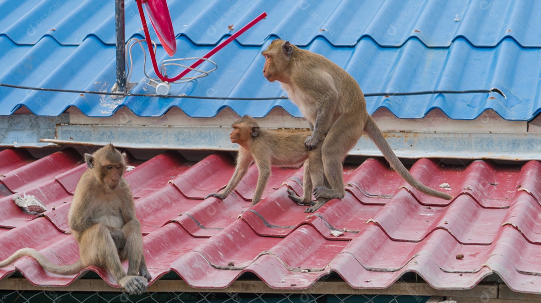 Dois macacos fazendo sexo enquanto outro macaco senta tristemente voltado para eles