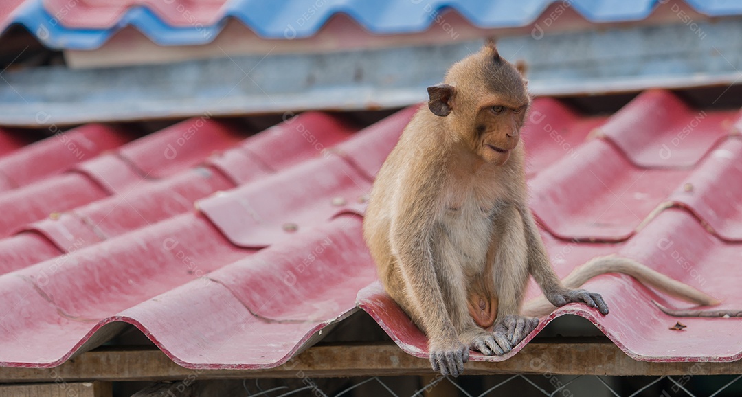 O jovem macaco senta-se sozinho no telhado da casa