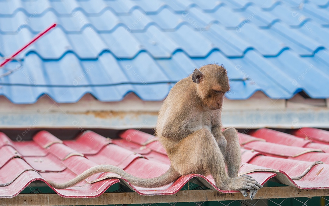 Macaco sentado triste e deprimido no telhado da casa