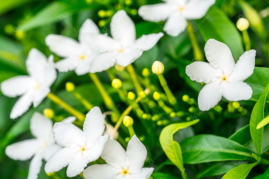 Close-up Gardenia Cape Jasmine (Gardenia jasminoides), flores brancas com folhas verdes