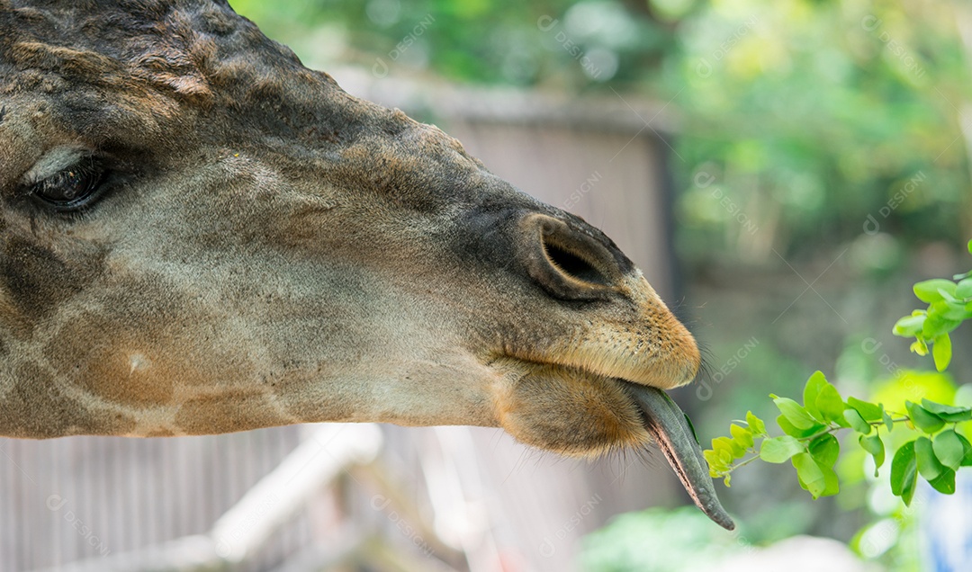 Girafa está comendo folhas