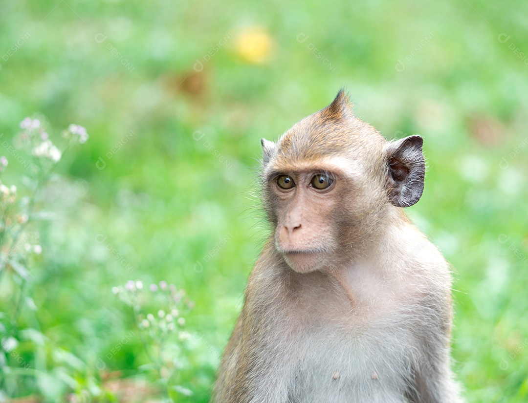 Retrato do macaco marrom no fundo da grama verde