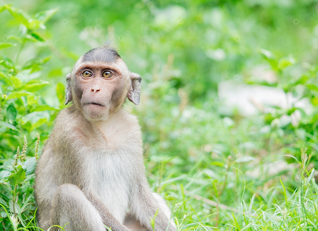 Macaco marrom expressando medo. Conceito de surto de varíola de macaco.