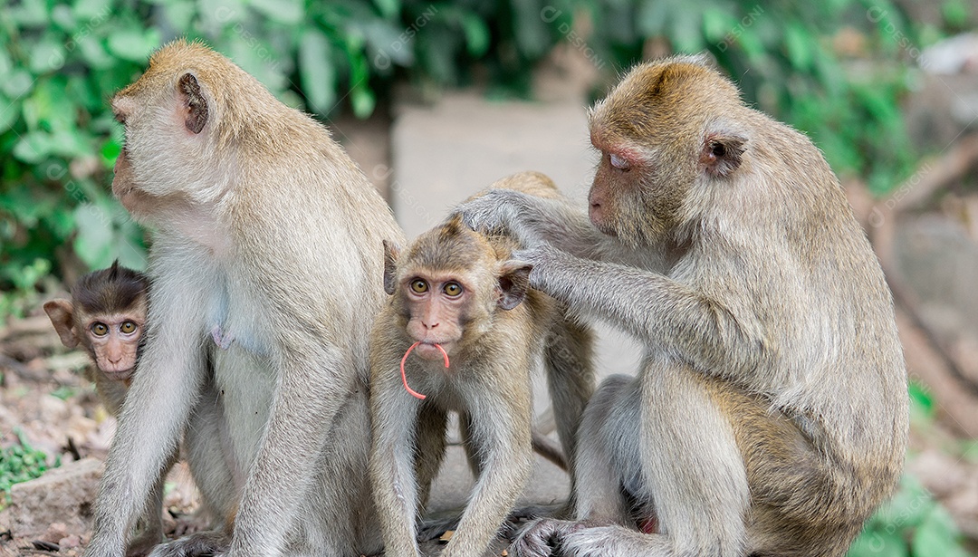 Família feliz de macacos marrons. Conceito de surto de varíola de macaco.