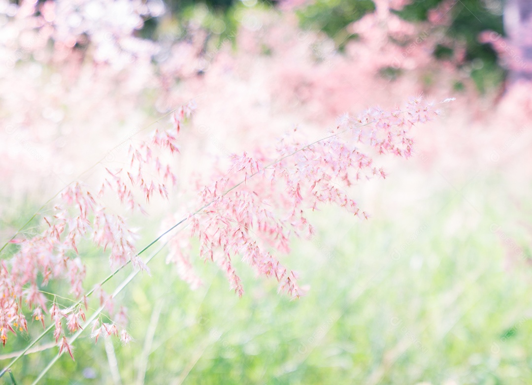 Fundo de textura de flor rosa (Melinis repens)