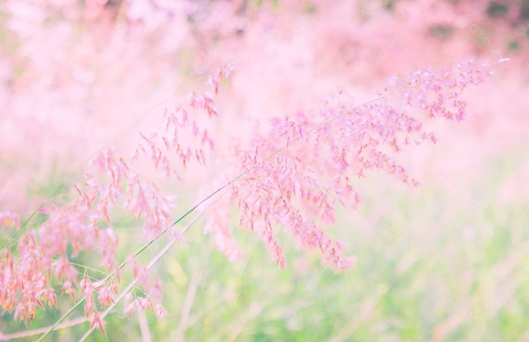 Fundo de textura de flor rosa (Melinis repens)