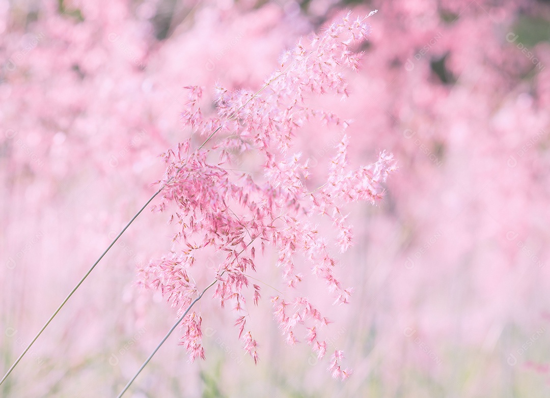 Fundo de textura de flor rosa (Melinis repens)