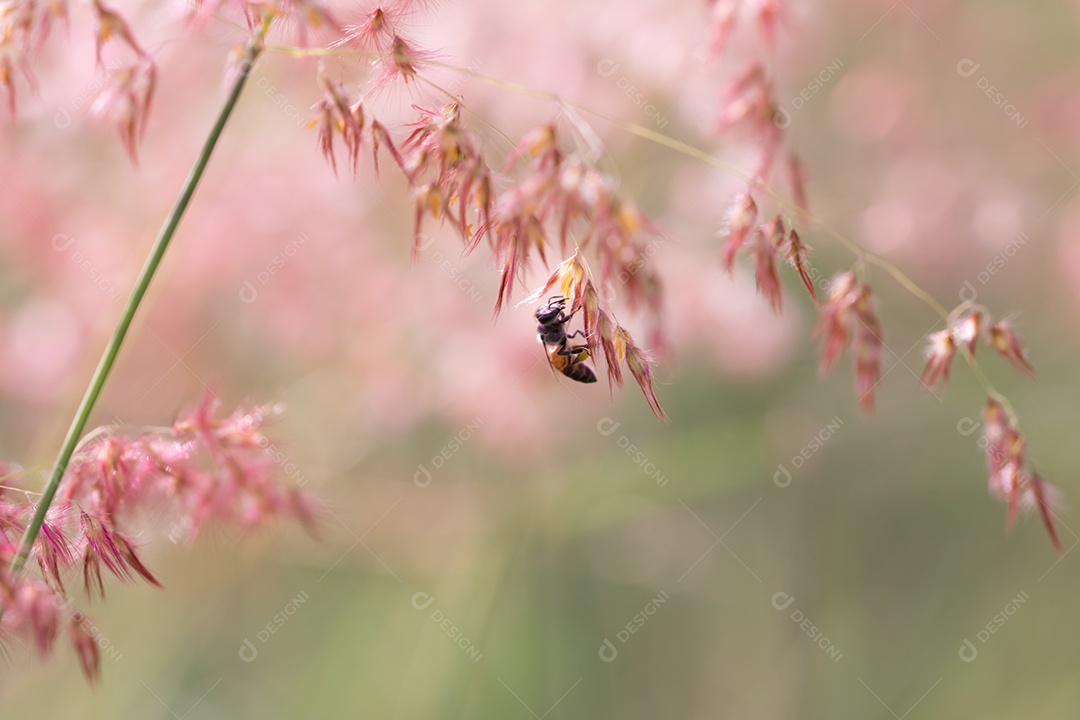 Fundo de textura de flor rosa (Melinis repens)
