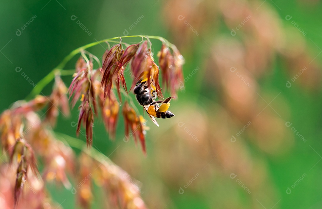 Tiro macro de abelha amarela preta sugando doce néctar de (melinis repens)