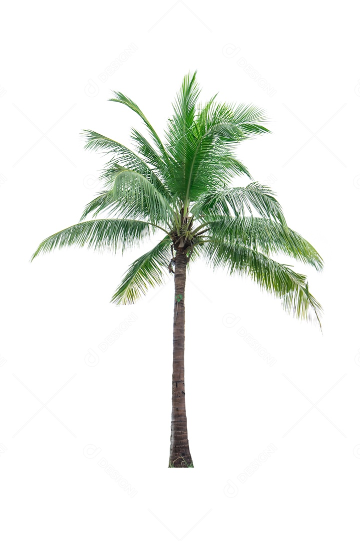 Coqueiro isolado no fundo branco usado para anunciar a arquitetura decorativa.