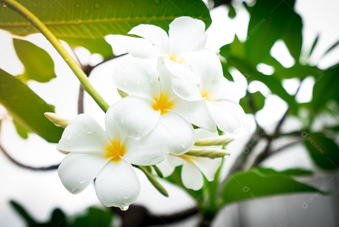 Flor de frangipani (Plumeria alba) em fundo desfocado