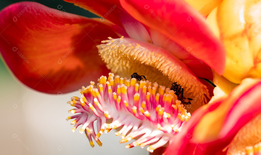 Duas abelhas negras amarelas sugando o néctar doce das flores da árvore