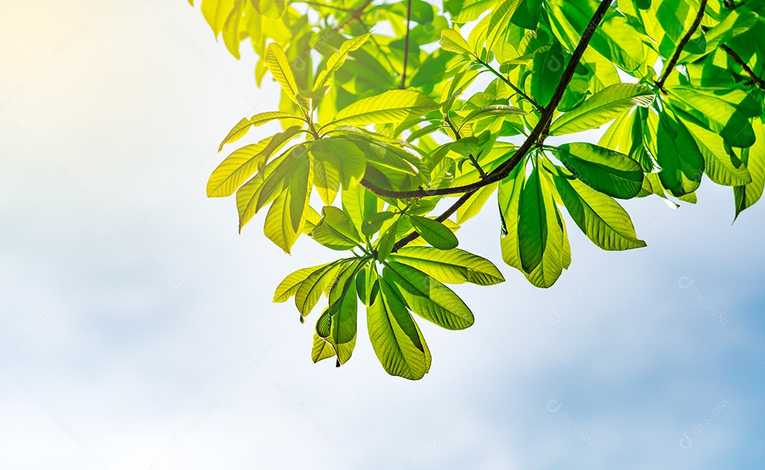 Folhas verdes com sol e lindo fundo de céu azul com espaço de cópia