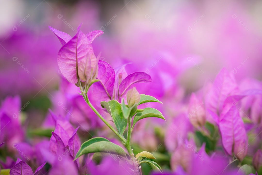Flor de papel rosa, flores brilhantes de buganvílias sob a luz do sol da manhã