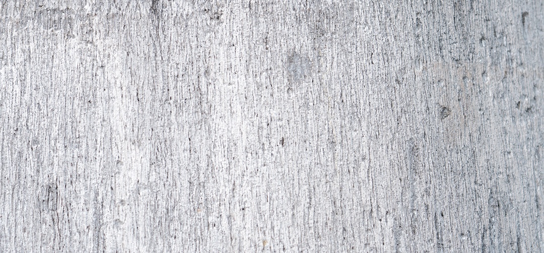 Textura de casca de palma branca e cinza