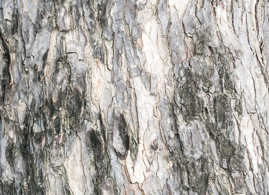 Casca preta e cinza de fundo de textura de árvore com espaço de cópia