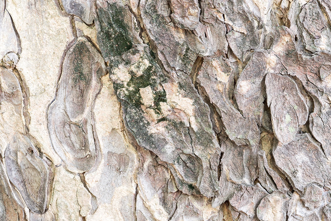 Casca preta e cinza de fundo de textura de árvore com espaço de cópia