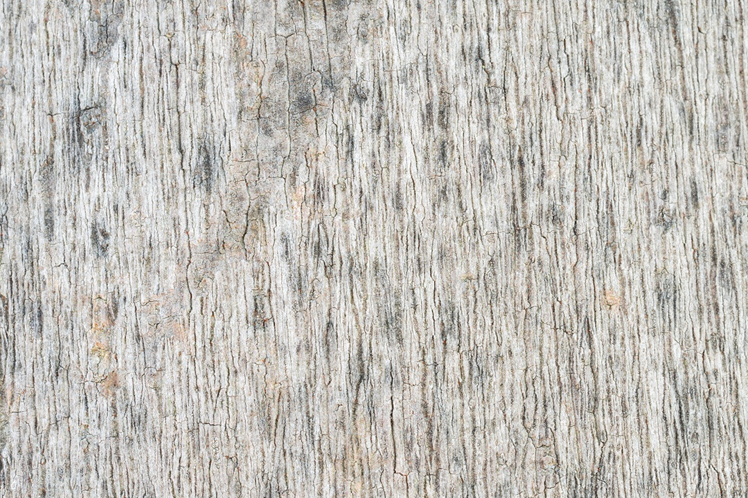 Textura branca da casca da palma