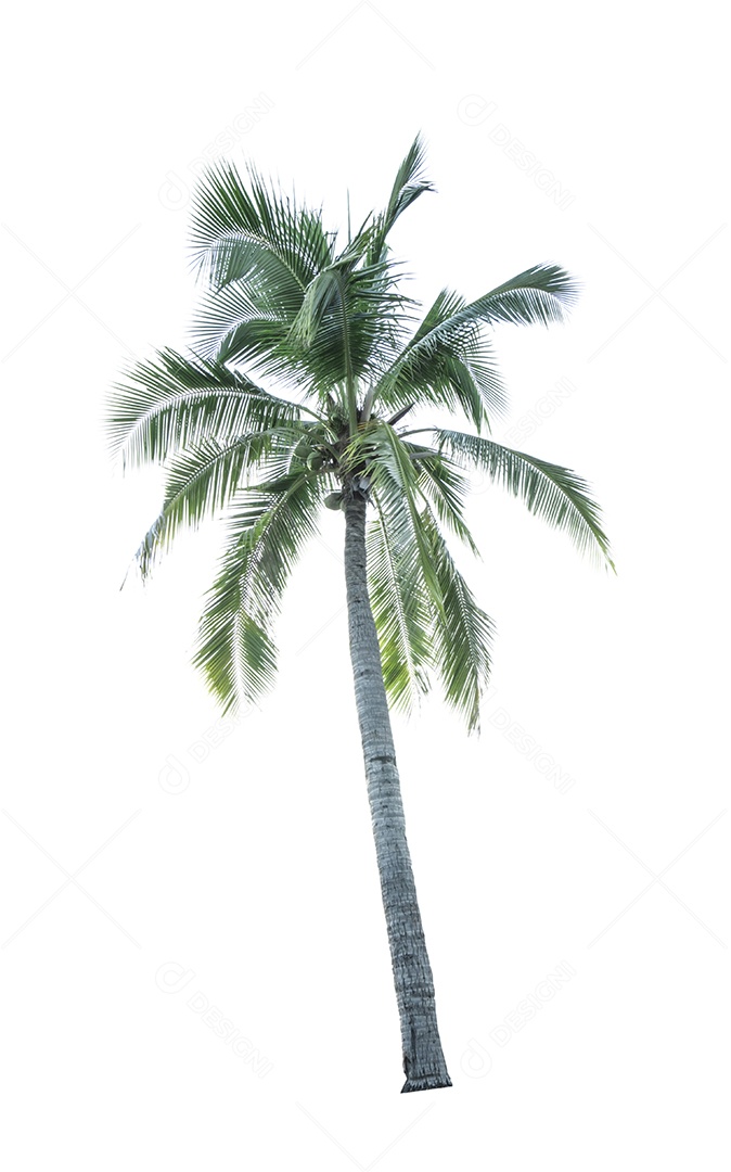 Coqueiro isolado no fundo branco usado para publicidade