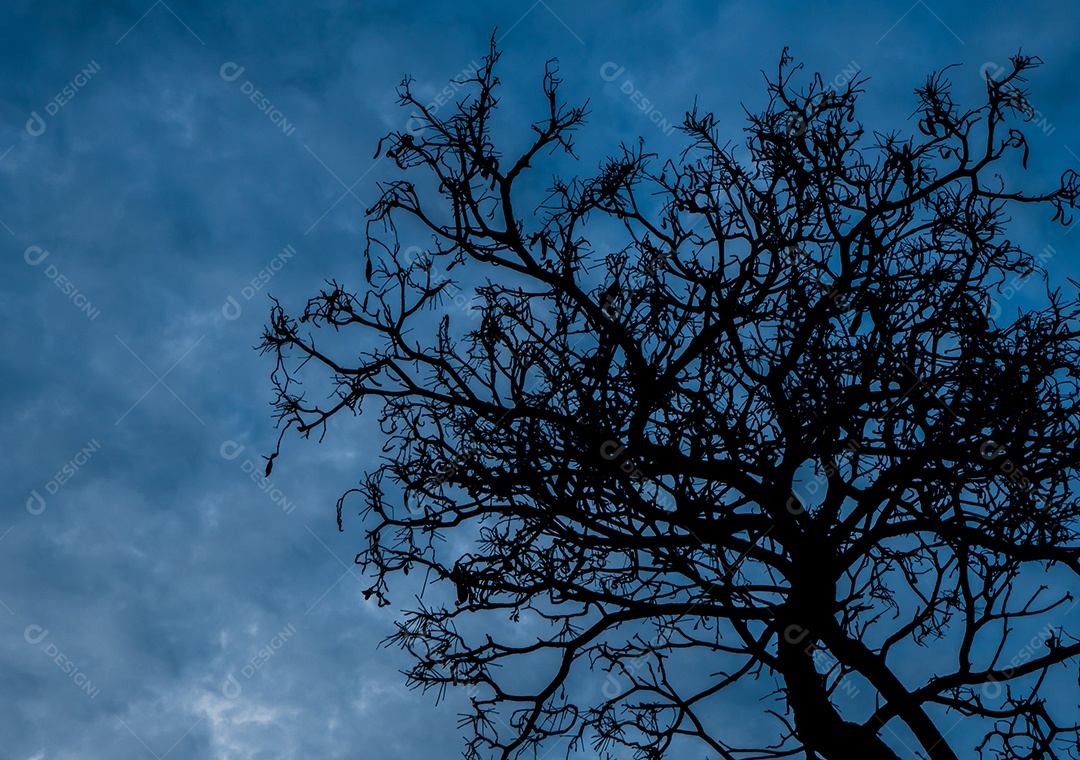 Mostre em silhueta a árvore morta no fundo do céu escuro para assustador ou morte