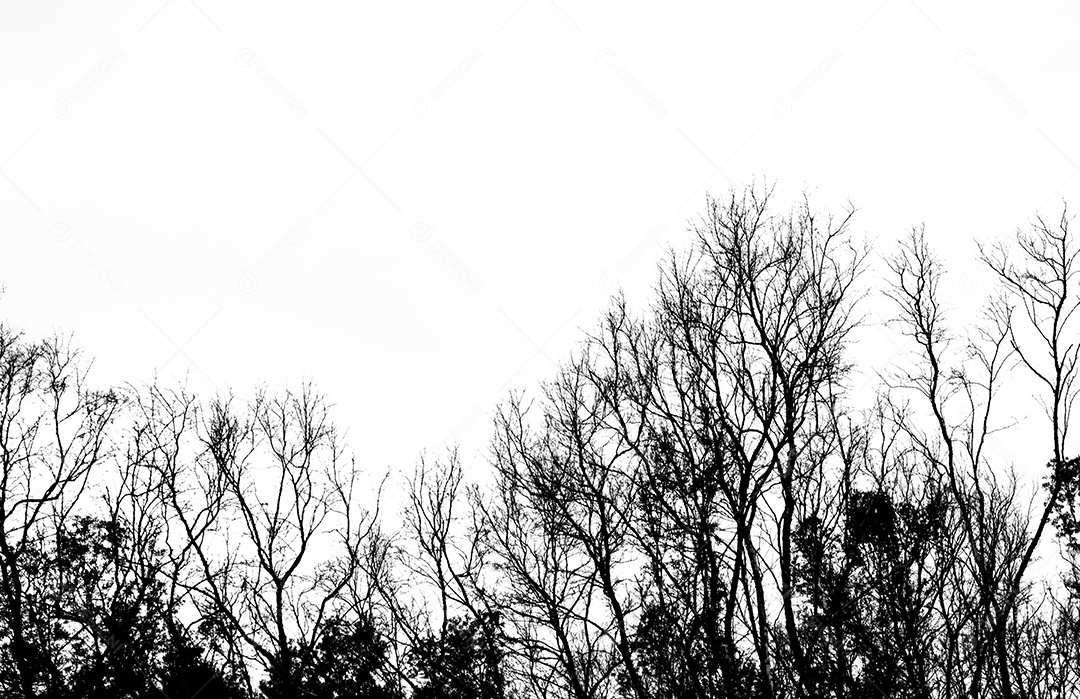 Silhueta árvore morta isolada no fundo branco para assustador ou morte.