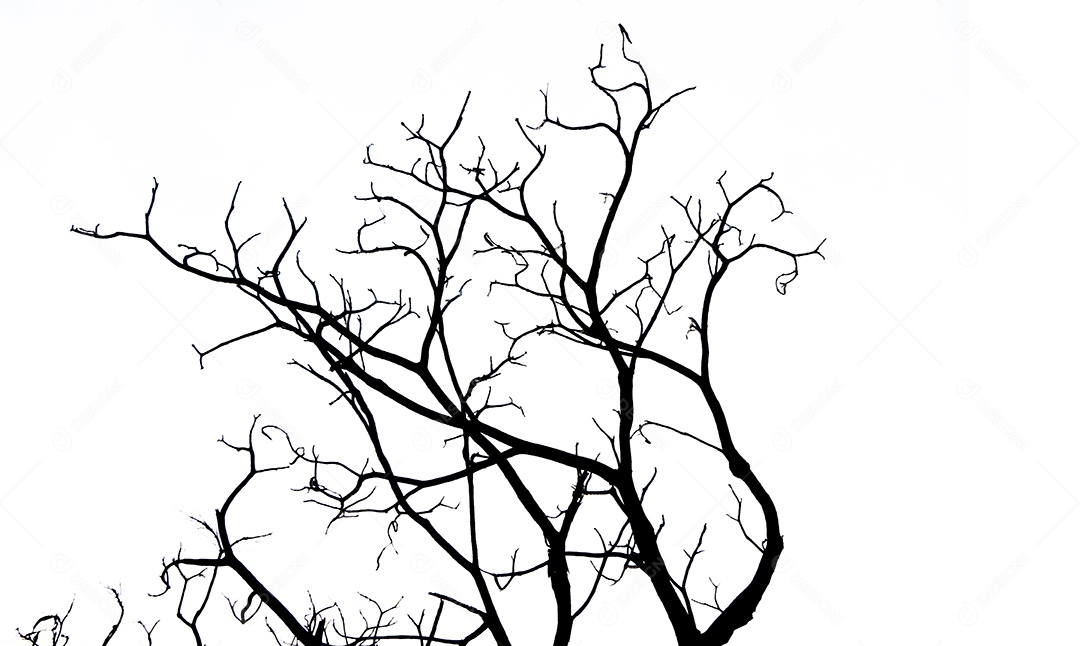 Silhueta árvore morta isolada no fundo branco