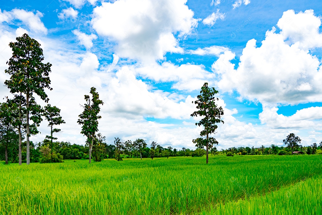 Campo de arroz e árvore com céu azul e nuvens no nordeste da Tailândia