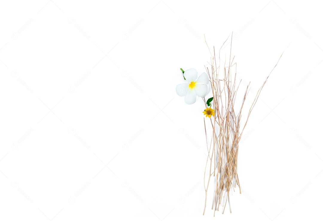 Flores com ramo seco em fundo branco.