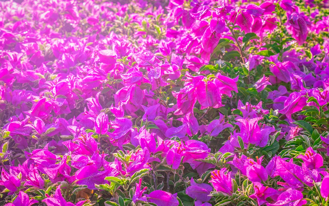 Linda flor de papel rosa, flores brilhantes buganvílias com luz artificial depois de chover.