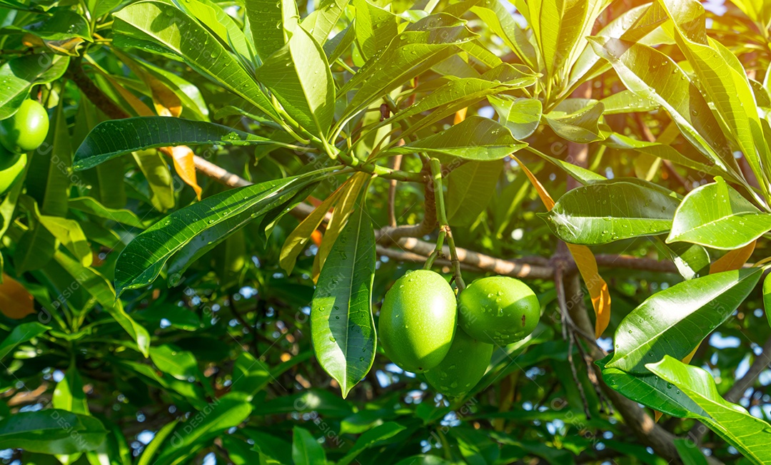 Cerbera odollam (árvore suicida, Pong-pong, Othalanga) árvore com luz solar artificial.
